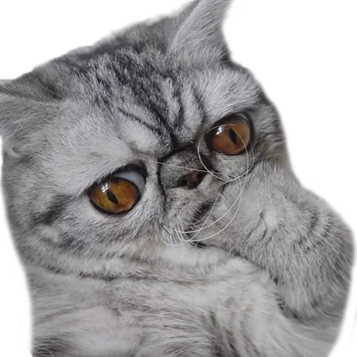 Стикер Котбезумен