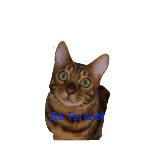 Стикер Котик лексус