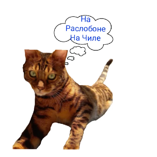 Стикер Котик лексус