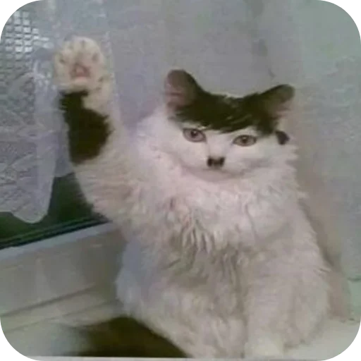 Стикер Котики и фразочки