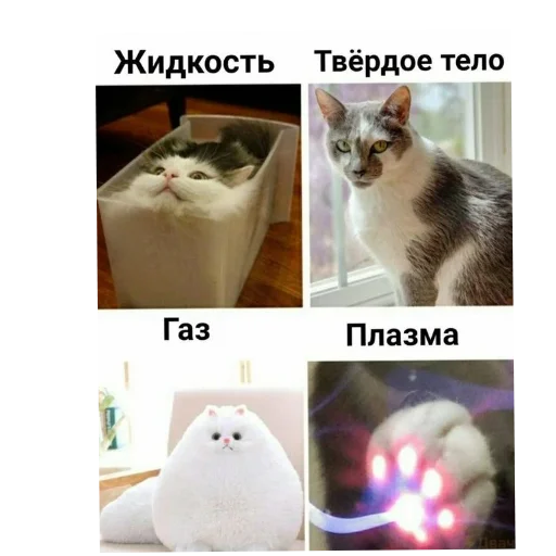 Стикер Котики и фразочки