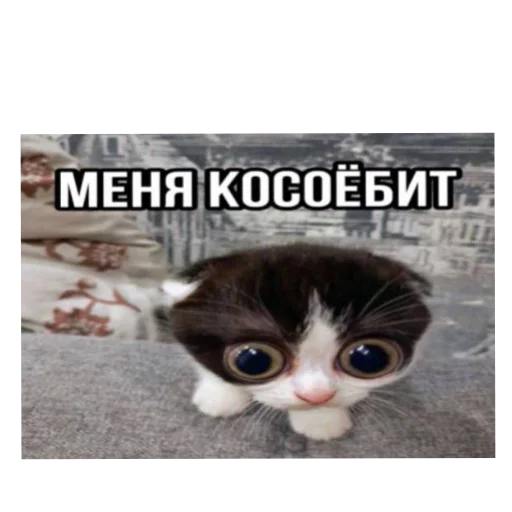 Стикер Котики и фразочки