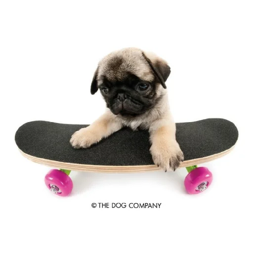 Стикер Animals