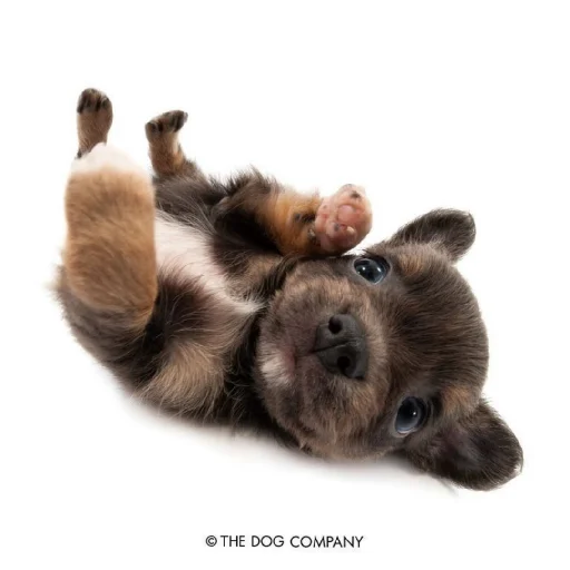 Стикер Animals