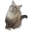 Стикер Котончик