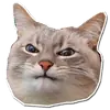 Стикер Котончик