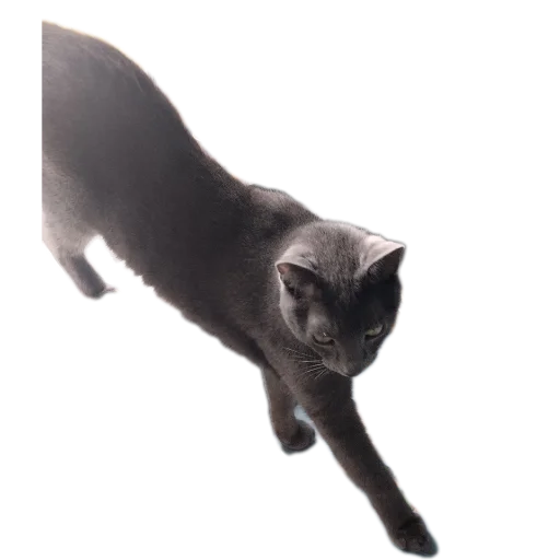 Стикер Котские коты