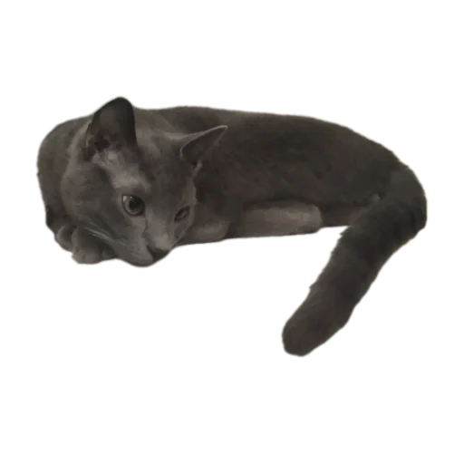 Стикер Котские коты