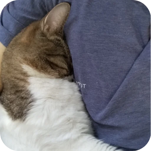 Стикер Котские коты