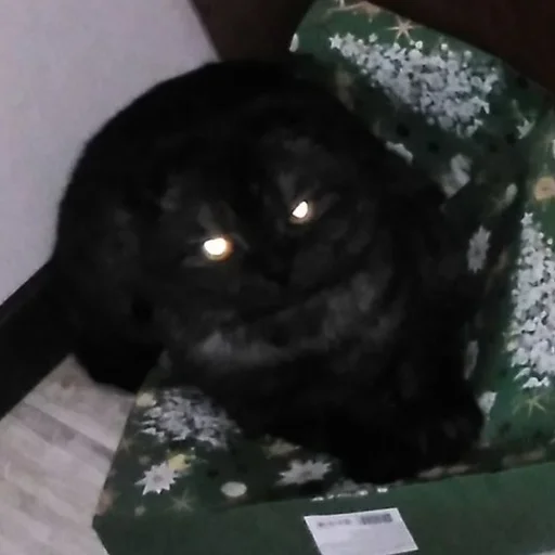 Стикер Kott_ssbornik2