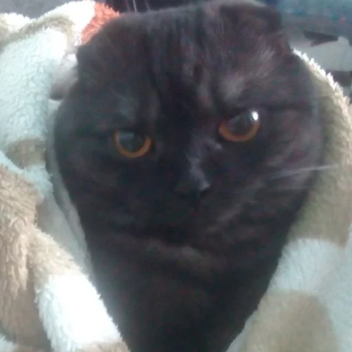 Стикер Kott_ssbornik2