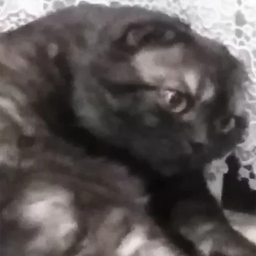 Стикер Kott_ssbornik2