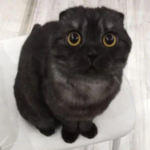 Стикер Kott_ssbornik2