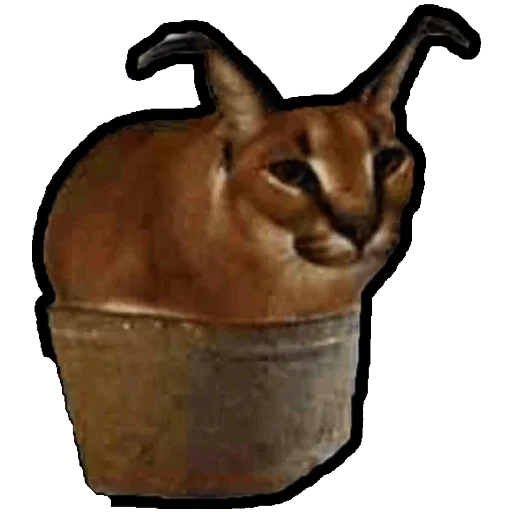 Стикер Коты ъеъ