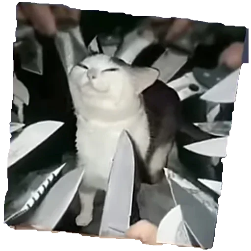 Стикер Коты ъеъ