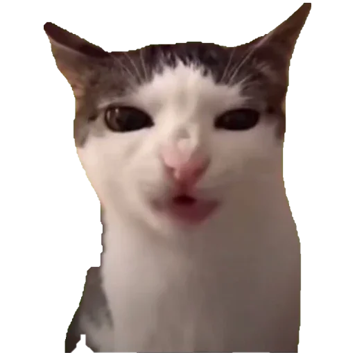 Стикер Коты ъеъ