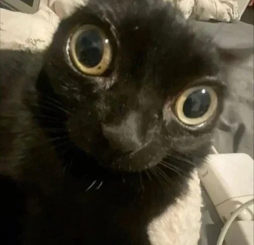 Стикер Коты Япи