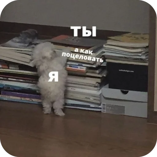 Стикер котячьи пикчи