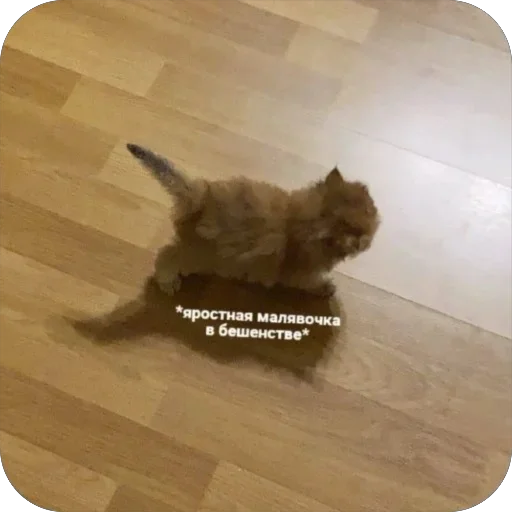 Стикер котячьи пикчи