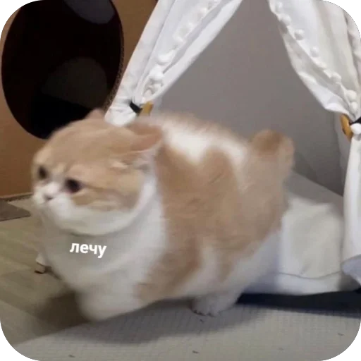 Стикер котячьи пикчи