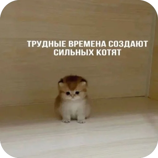 Стикер котячьи пикчи