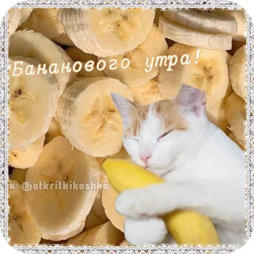 Стикер Котячие открытки