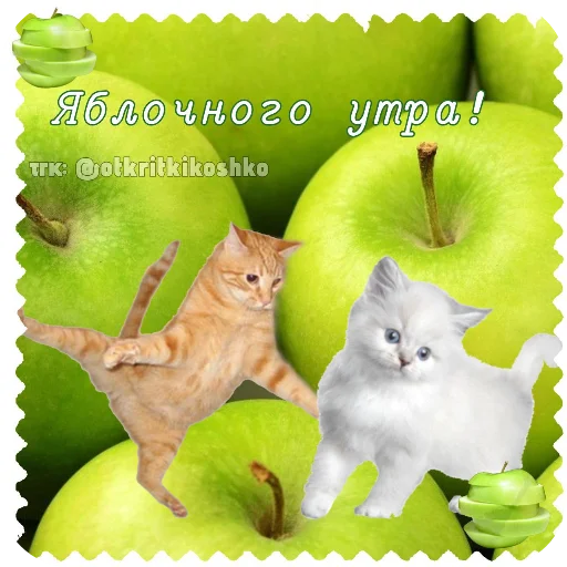 Стикер Котячие открытки