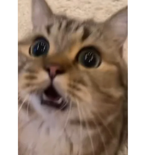 Стикер Котята