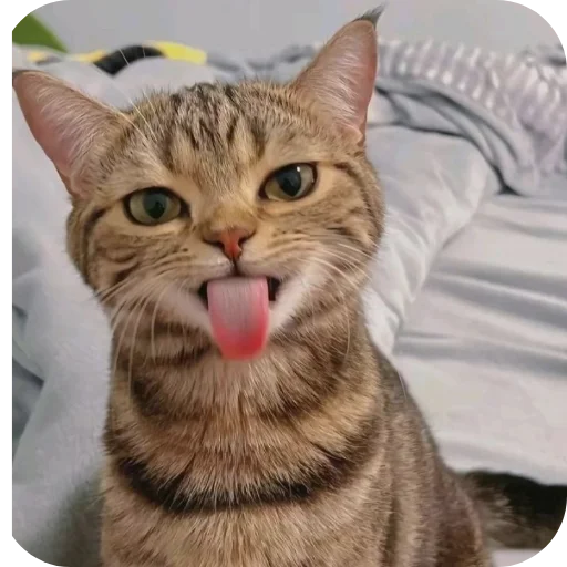 Стикер Котята