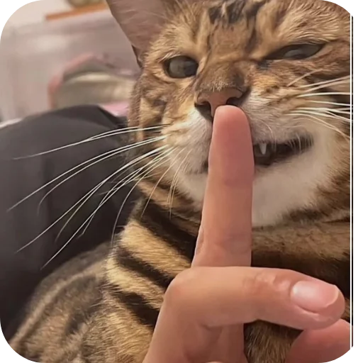 Стикер Котята