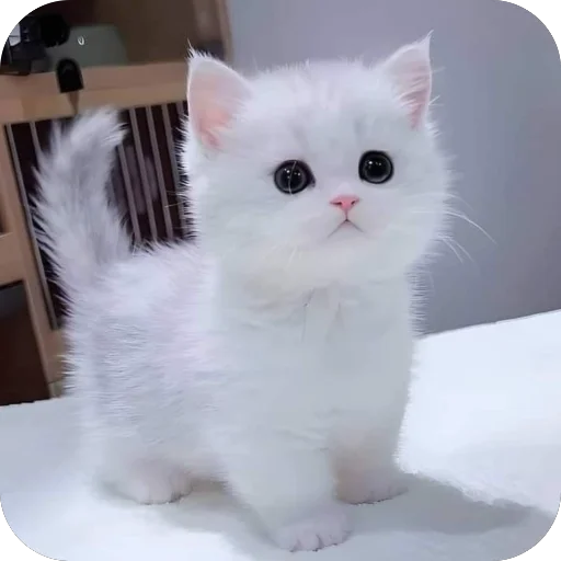 Стикер Котята