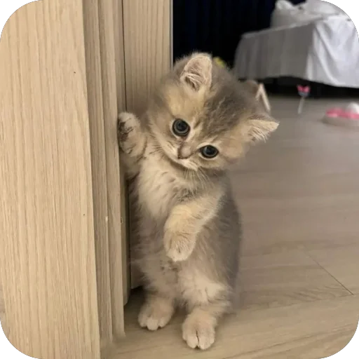 Стикер Котята