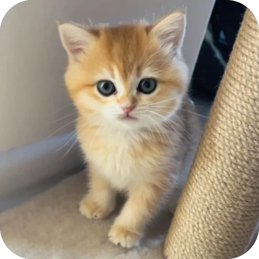 Стикер Котята