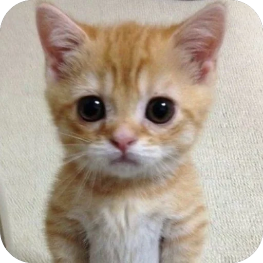 Стикер Котята