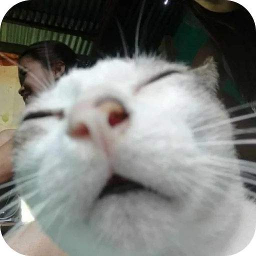 Стикер Котятки