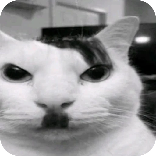 Стикер Котятки