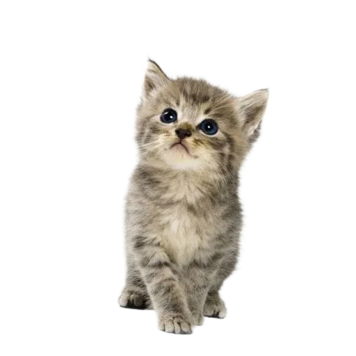 Стикер Котенки