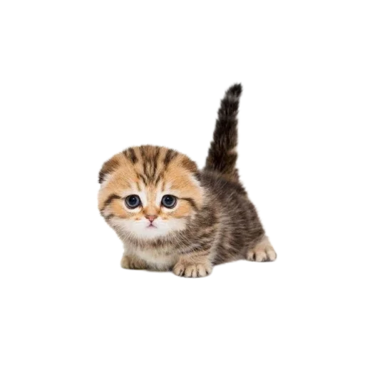 Стикер Котенки