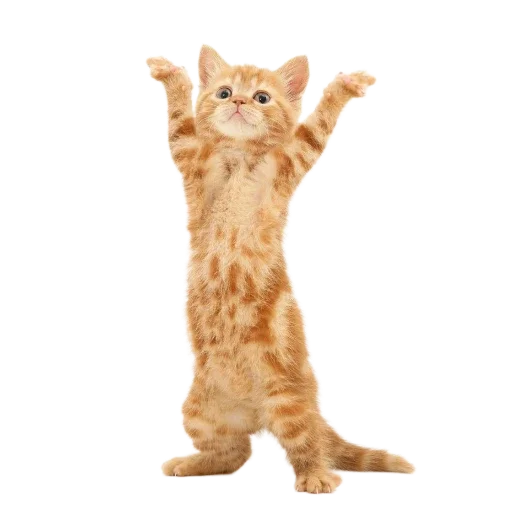 Стикер Котенки