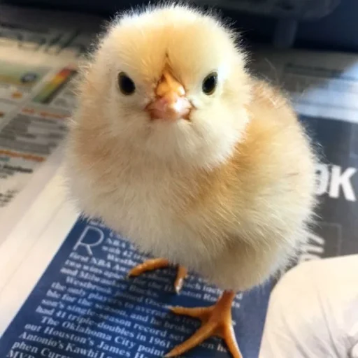 Стикер Цыплята