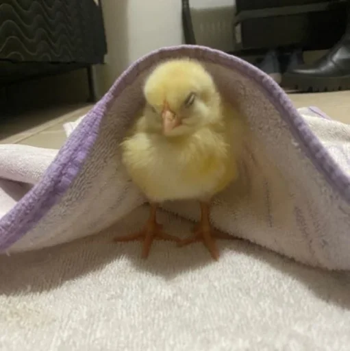 Стикер Цыплята