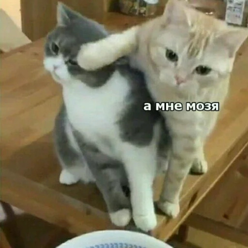 Стикер КотикЦмок2