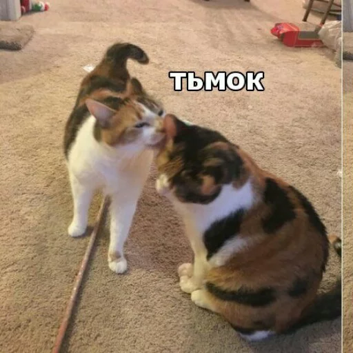 Стикер КотикЦмок2