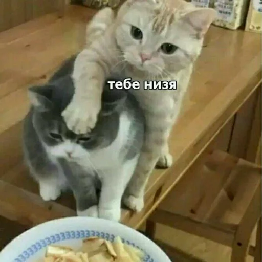 Стикер КотикЦмок2