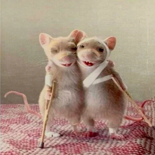 Стикер კუწ :3