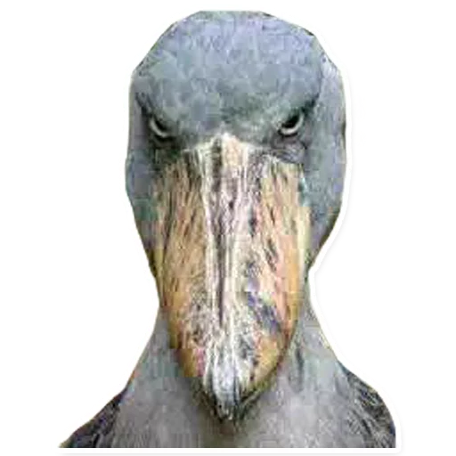 Стикер Китоглав