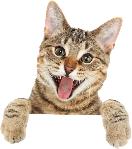 Стикер Cats