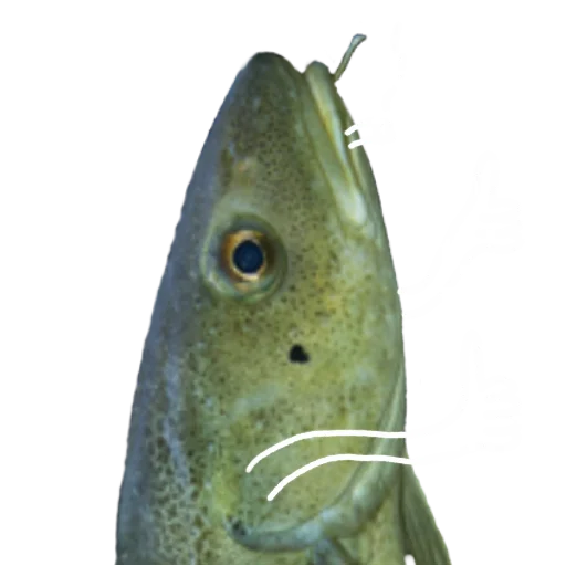 Стикер Le Dorsch magnifique