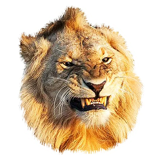 Стикер Lion life