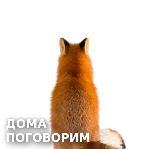 Стикер ЛисичкоПак